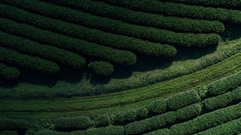 Green fields