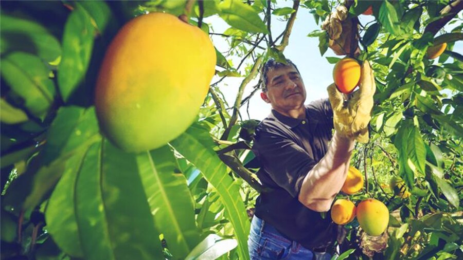 mango