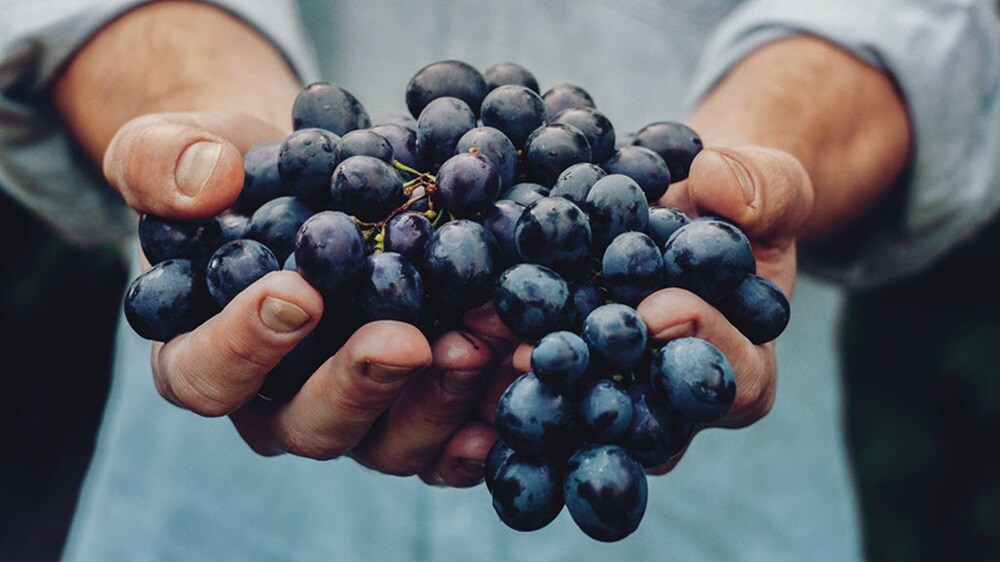 Grapes cold chain