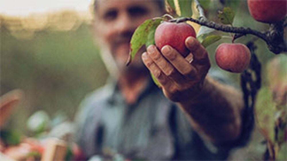 man harvestin