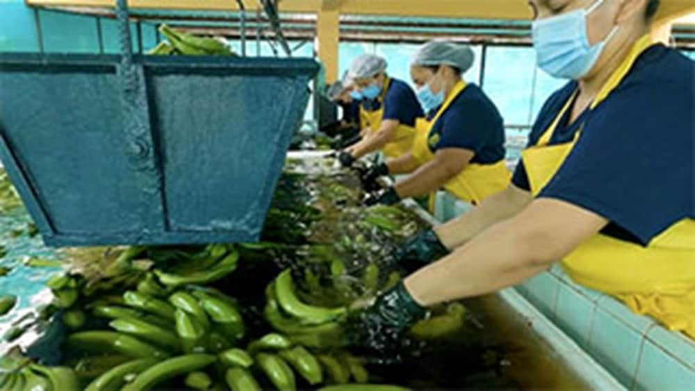 banana harvesting