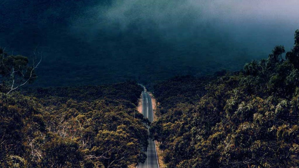 Serene forest with a winding road through dense greenery.